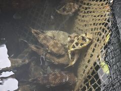 -蓝湾碧波·老字号·疍家非遗海上餐厅