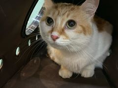 -爱妮康宠物医院·干细胞免疫细胞·肿瘤·心脏(张江店)