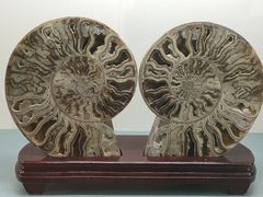 -甘肃地质博物馆