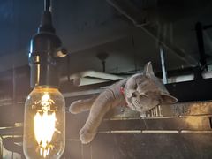 -松果猫咖(桐乡吾悦金街店)