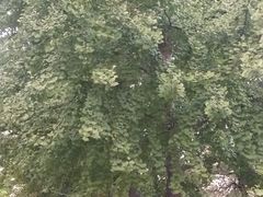 android_upload_pic-辽宁大学(崇山校区)