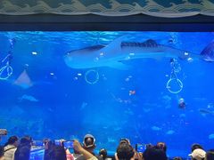 -烟台海昌鲸鲨海洋公园