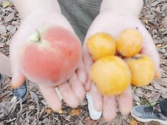 -桃源山庄·烤全羊·柴火鸡·烧烤团建(龙泉山店)