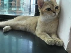 -楼上猫咖(罗湖店)