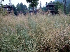 菜籽-崇州市街子古镇