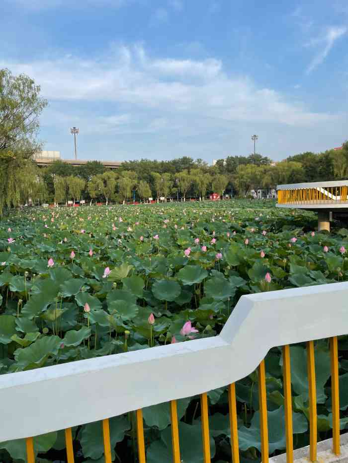 东丽公园-"位于天津市东丽区福山路上,太牛了,头一次.