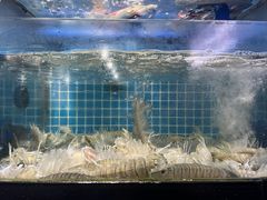 -四川小胡子海鲜(丁村万人海鲜广场店)