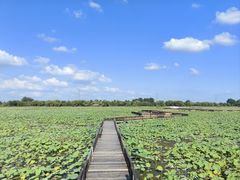 -焦岗湖旅游度假区