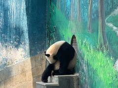 -中国大熊猫保护研究中心雅安碧峰峡基地