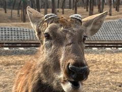 -秦皇岛野生动物园