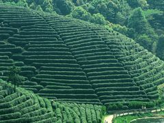 -龙坞茶村