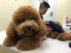 -芭比堂动物医院广州顽皮分院