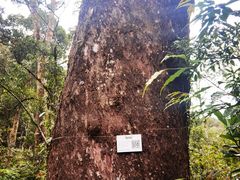 -海南热带雨林国家公园吊罗山景区