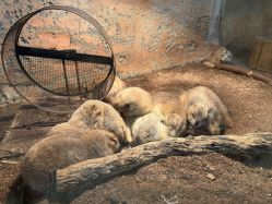 -Zoolung Zoolung动物主题公园(海信广场店)