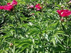 -长春公园(普阳街道)