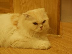 -猫和宫(六道口店)