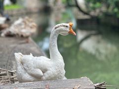 -丝绸小镇荻港古村