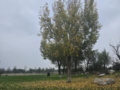 -汉长安城未央宫国家考古遗址公园