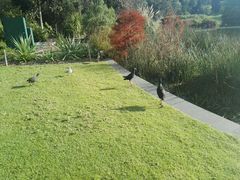 -墨尔本皇家植物园