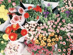 -溪岸路花鸟市场