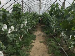 -马陆小张葡萄园农家乐