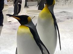 -大连圣亚海洋世界