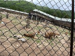 -横道河子东北虎林园