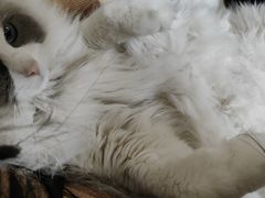 -顺强宠物诊所·狂犬免疫·夜诊·骨科(嘉定店)
