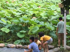 -陈家山荷花公园