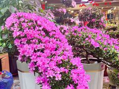 -大自然花鸟鱼虫市场