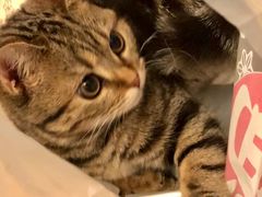-伟伟宠物医院·瑞派猫友好医院·猫科(光谷店)