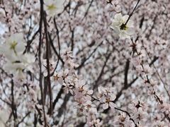 -桃花堤公园