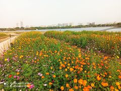 -海珠湖公园