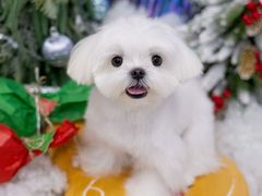 -Oh My Dog宠物沙龙(伊珊娜皮毛护理店)