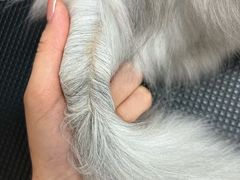 -唐小姐の私宠·宠物洗护美容·撸猫馆·购宠(周浦万达旗舰店)