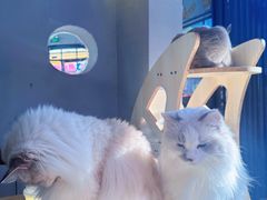 -豆逗聊愈猫阁Easy Life
