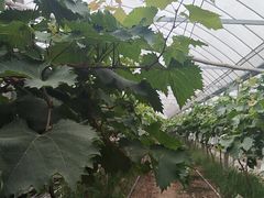 -马陆小张葡萄园农家乐