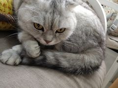 -喵的天空名猫咖啡馆·撸猫·猫舍·用品