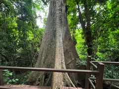 -中国科学院西双版纳热带植物园