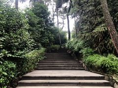 -铁山坪森林公园