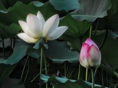 -荔湾湖公园