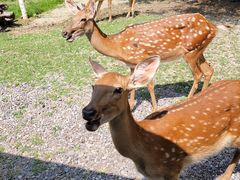 -北京野生动物园