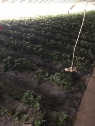 -蓝呗呗蓝莓草莓采摘园(通州区马驹桥店)