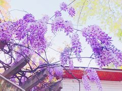 -嘉定紫藤园