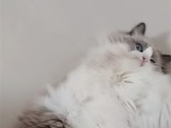 -鼓捣猫呢主题猫咖店