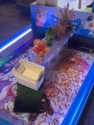 -卡通尼·Safari非洲探索乐园·生日会(金桥国际商业广场店)