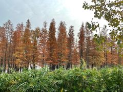 -白鹭湾湿地公园