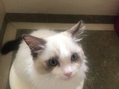 -糯米喵星人总部直营旗舰店·猫舍·幼猫出售