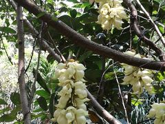 -华南国家植物园-售票处