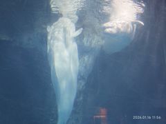 -海合安武汉极地海洋公园